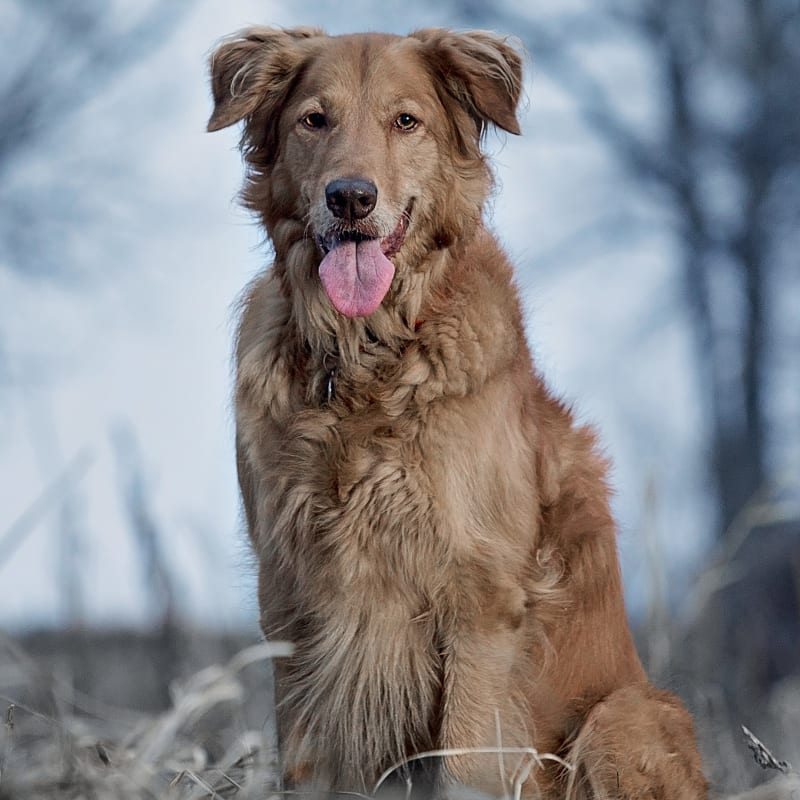 Sawtooth Animal Center in Bellevue