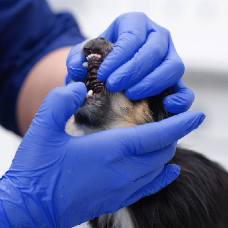 Veterinary dentist at Sawtooth Animal Center helping a dog with its oral health problems