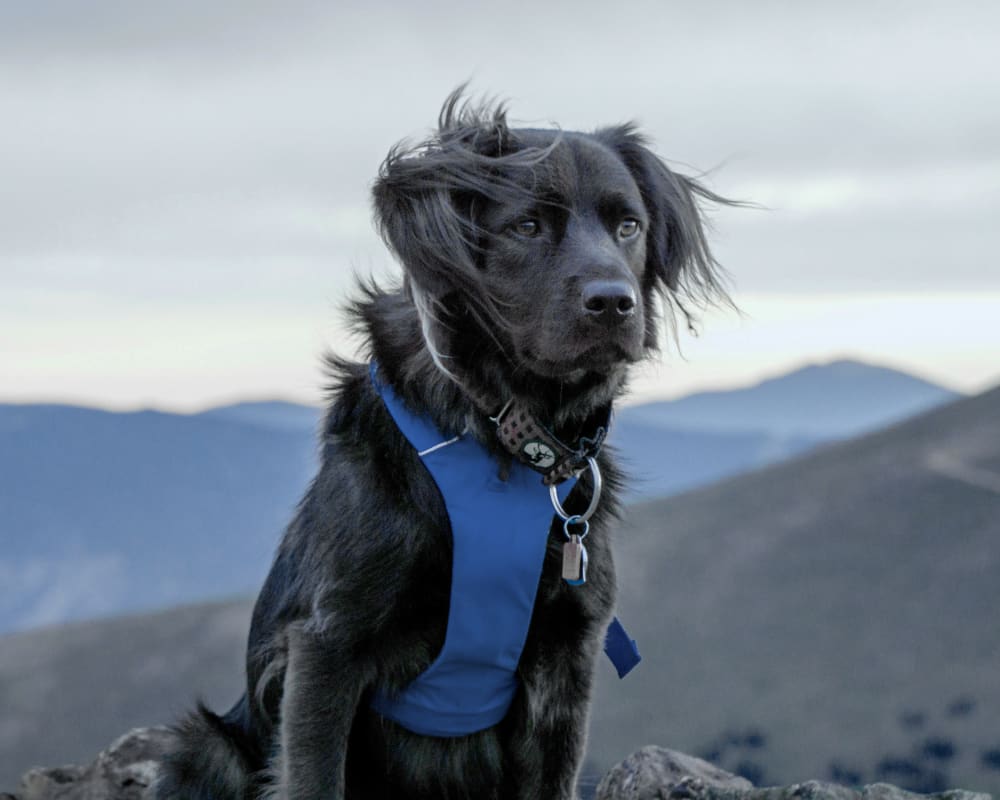 Dog looks forward, Bellevue animal clinic