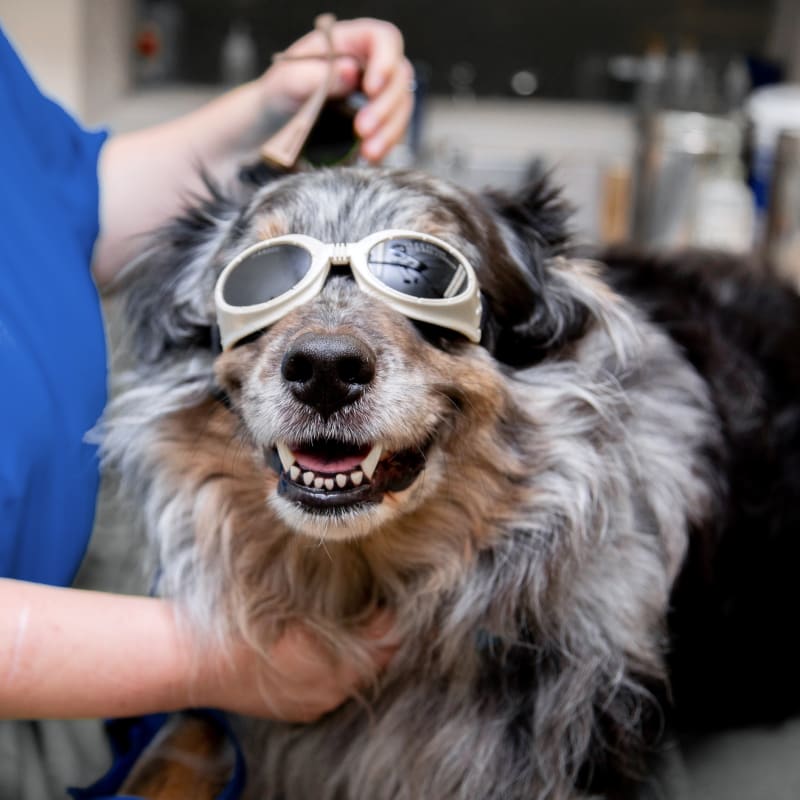 Cold Laser Therapy, Bellevue Veterinarians