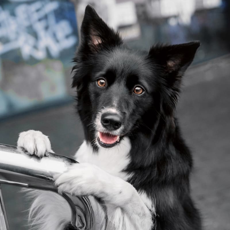 A happy dog after he got vaccinated at Sawtooth Animal Center in Bellevue